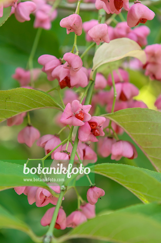 575105 - Maack's spindle tree (Euonymus hamiltonianus subsp. maackii)