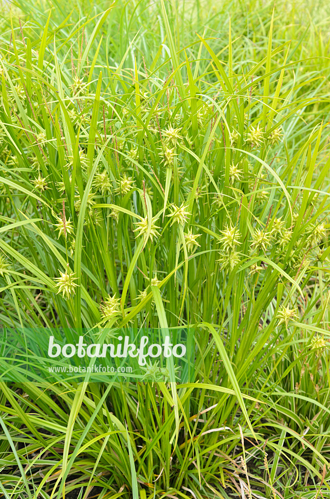545080 - Mace sedge (Carex grayi)
