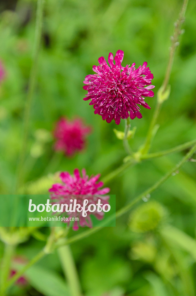497085 - Macedonian widow flower (Knautia macedonica)