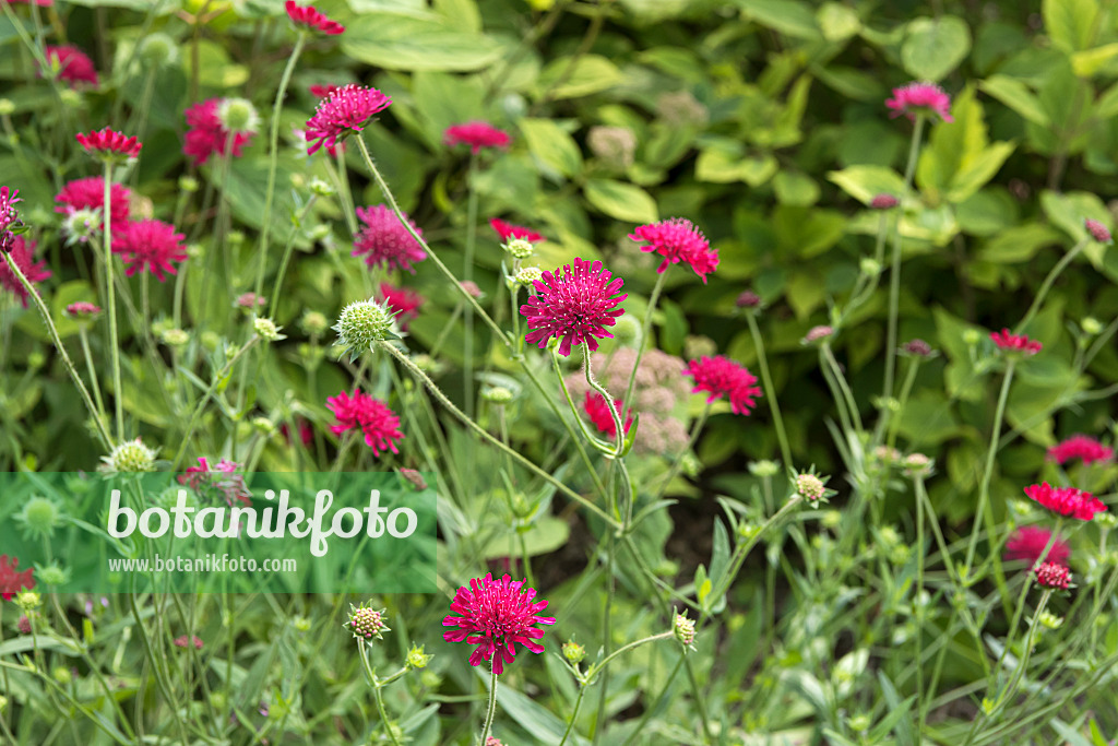 651358 - Macedonian widow flower (Knautia macedonica 'Mars Midget')