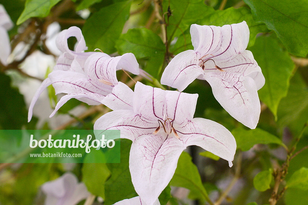 672078 - Mackaya bella