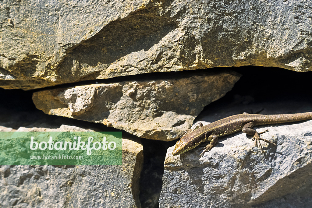 388139 - Madeira wall lizard (Podarcis dugesii)