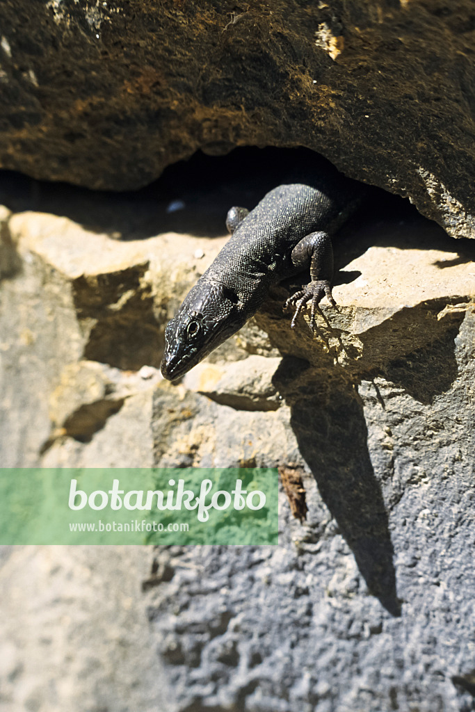 388140 - Madeira wall lizard (Podarcis dugesii) looks interestedly from the edge of the rock into the depths