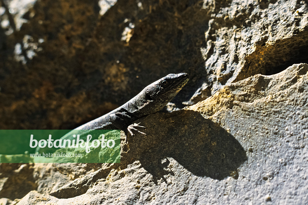 388141 - Madeira wall lizard (Podarcis dugesii) sunbathing on the rock