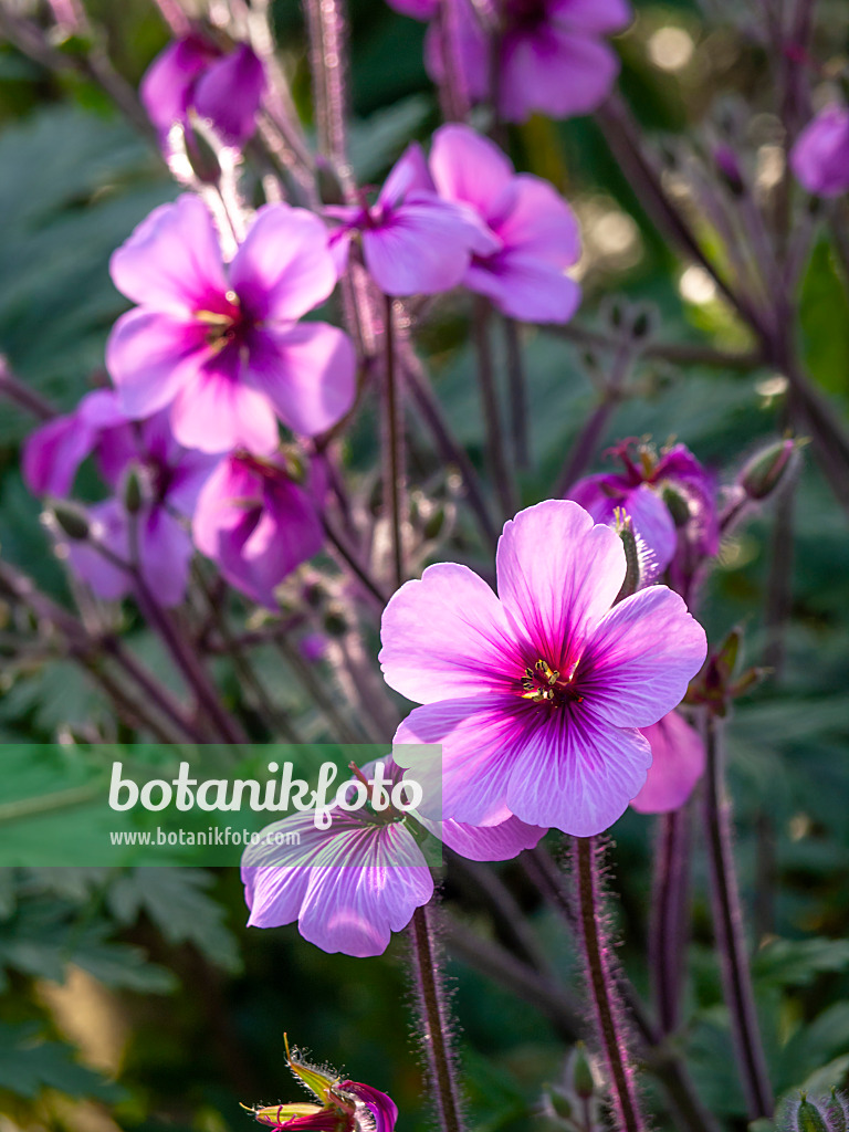 447018 - Madeiran cranesbill (Geranium maderense)