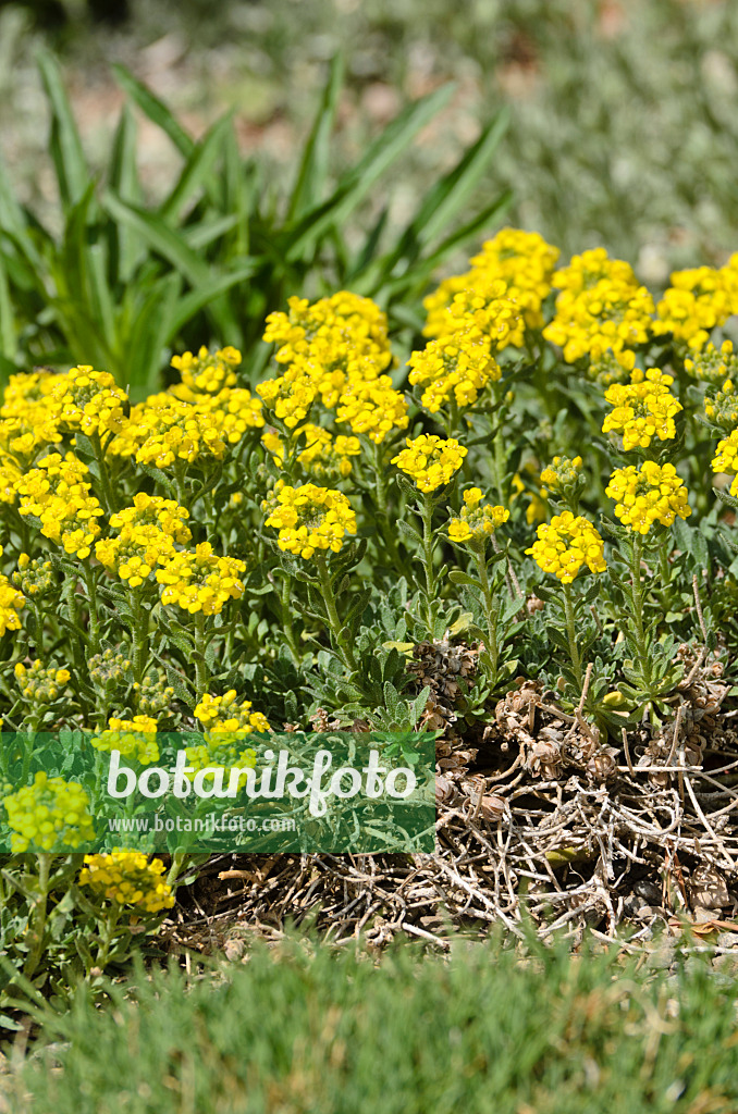 508345 - Madwort (Alyssum pateri)