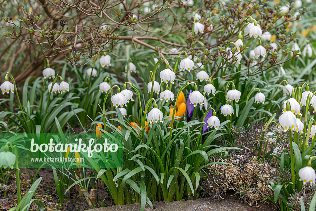 651363 - Märzenbecher (Leucojum vernum)