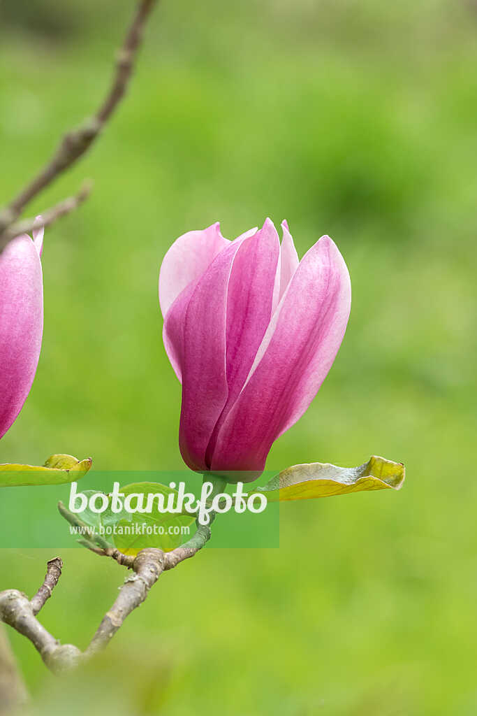 675180 - Magnolia (Magnolia Amethyst Flame)