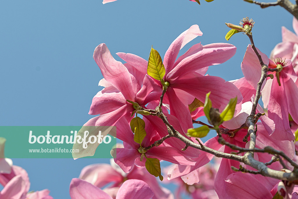 558142 - Magnolia (Magnolia Galaxy)