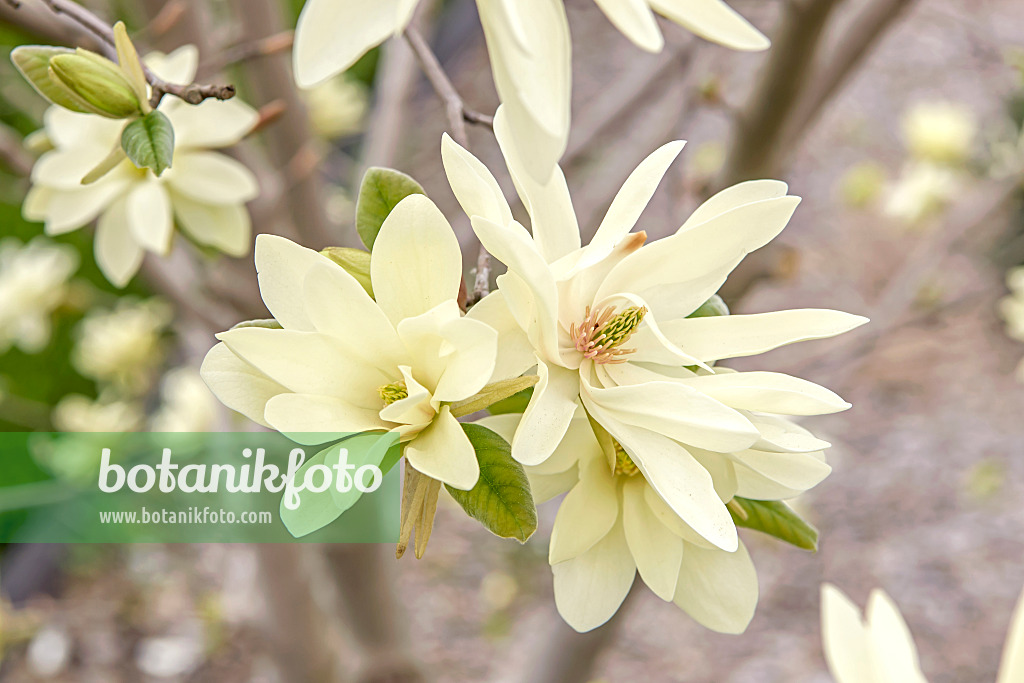 625255 - Magnolia (Magnolia Gold Star)