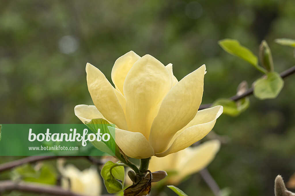 675182 - Magnolia (Magnolia Lois)