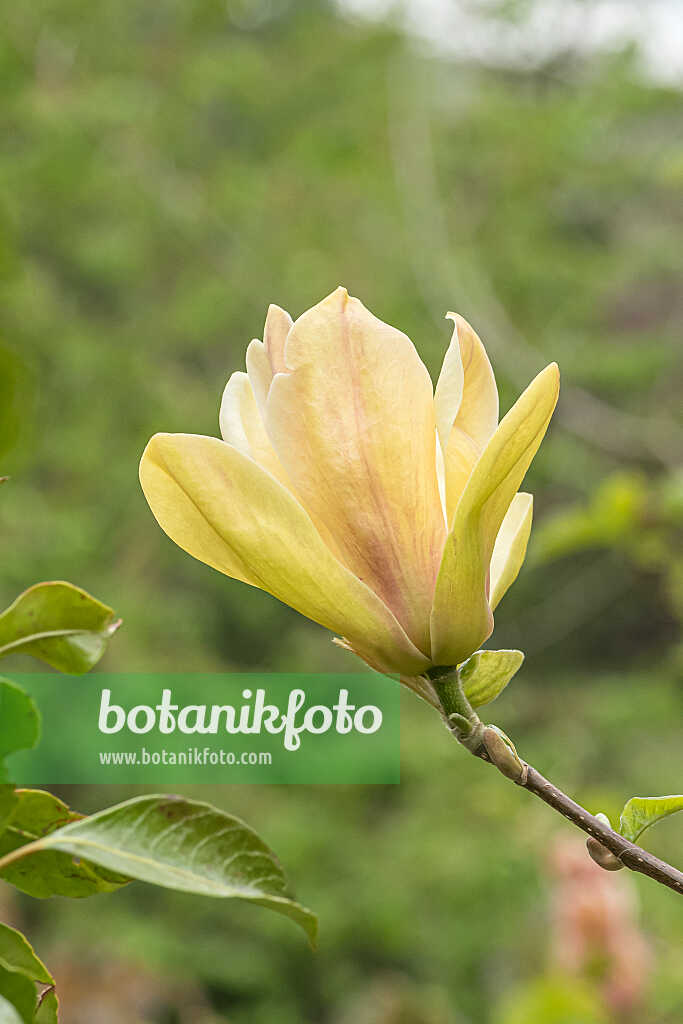 675188 - Magnolia (Magnolia Sunsation)