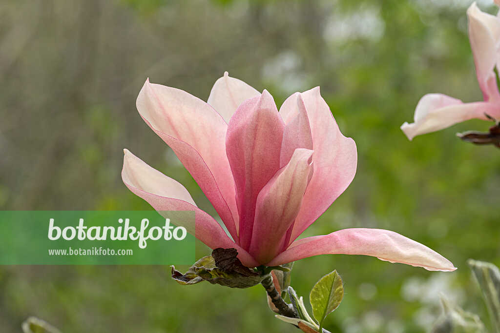 675189 - Magnolia (Magnolia Sunset Swirl)