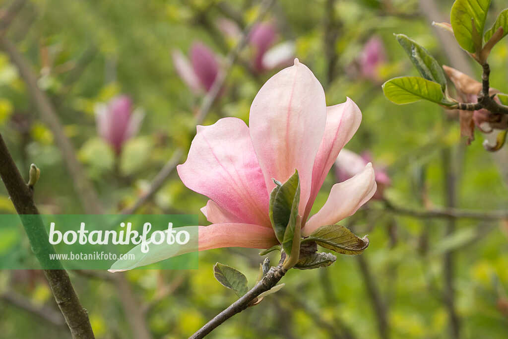 675193 - Magnolia (Magnolia Sunset Swirl)