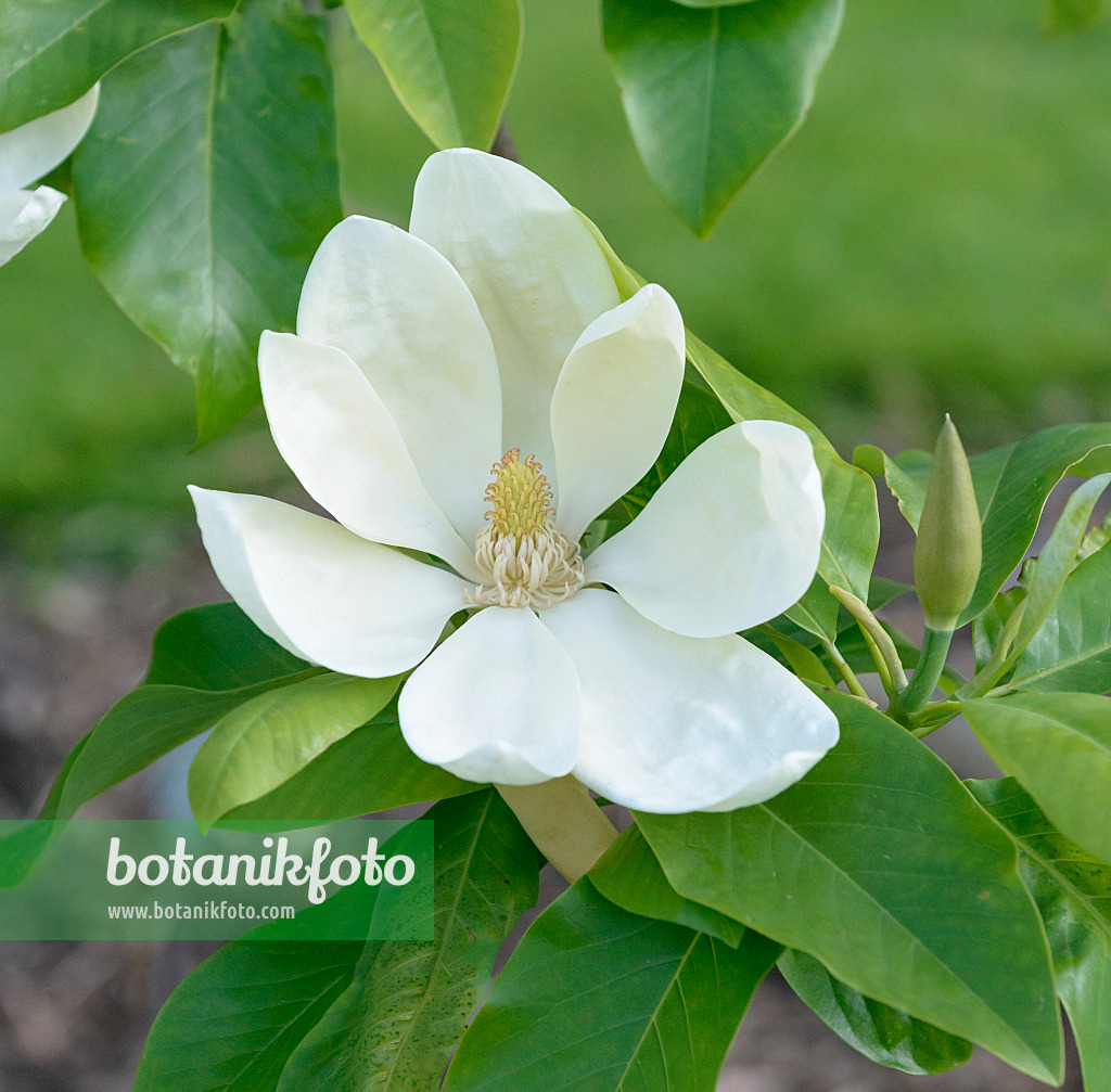 558163 - Magnolia (Magnolia x thompsoniana)