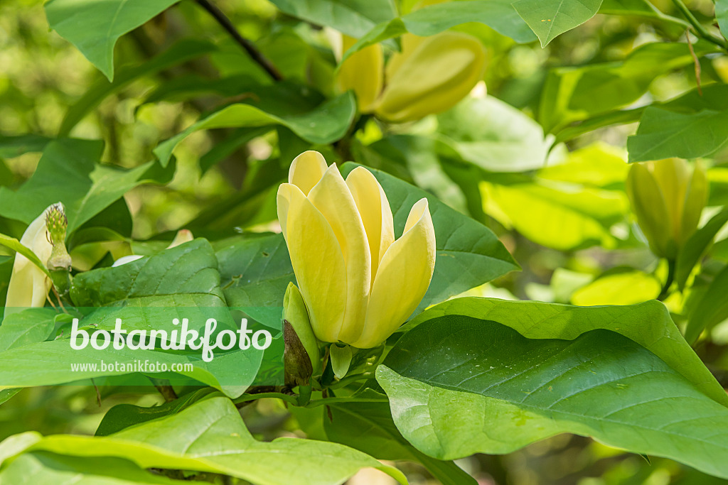625256 - Magnolia (Magnolia Yellow Lantern)