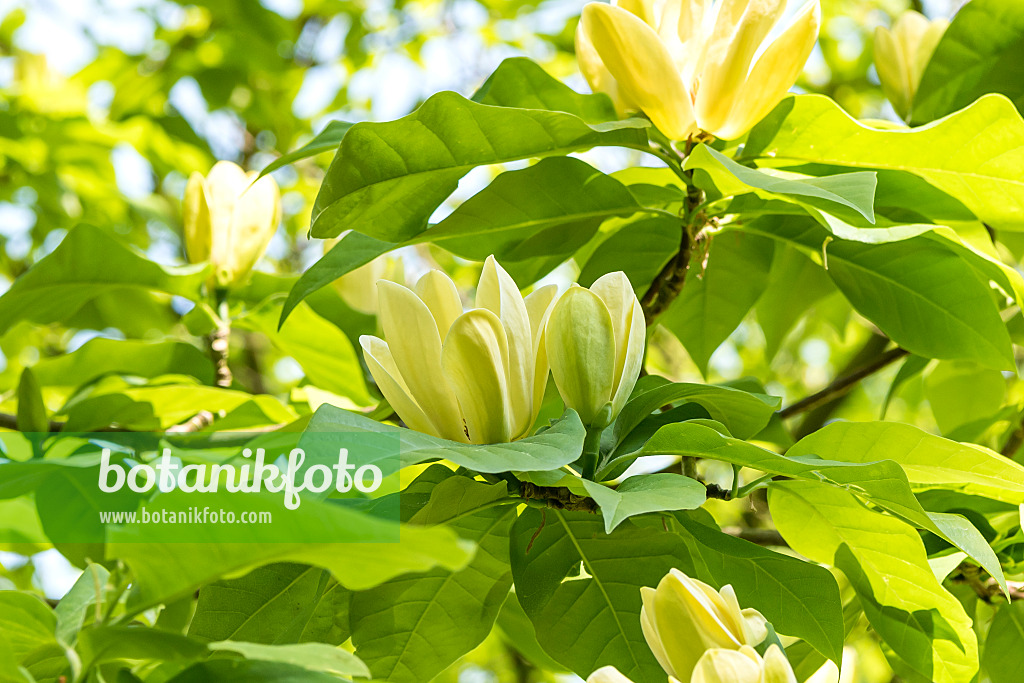 638161 - Magnolia (Magnolia Yellow Lantern)