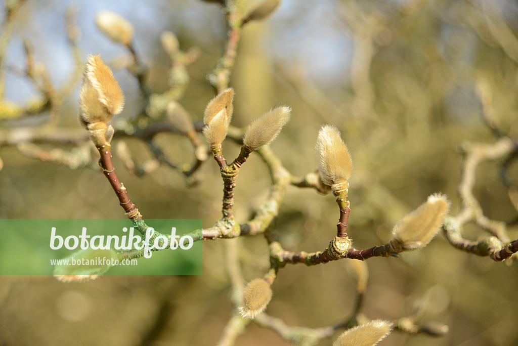 529226 - Magnolie (Magnolia) mit Knospen