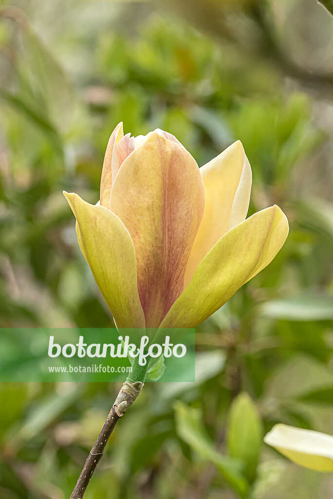 675186 - Magnolie (Magnolia Sunsation)