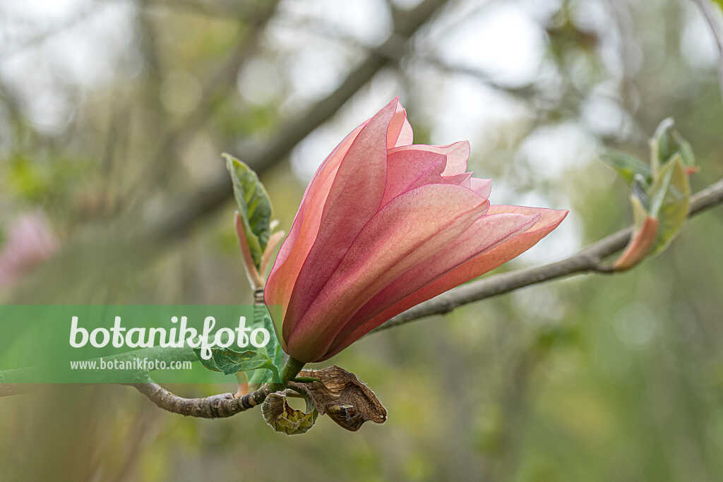 675190 - Magnolie (Magnolia Sunset Swirl)