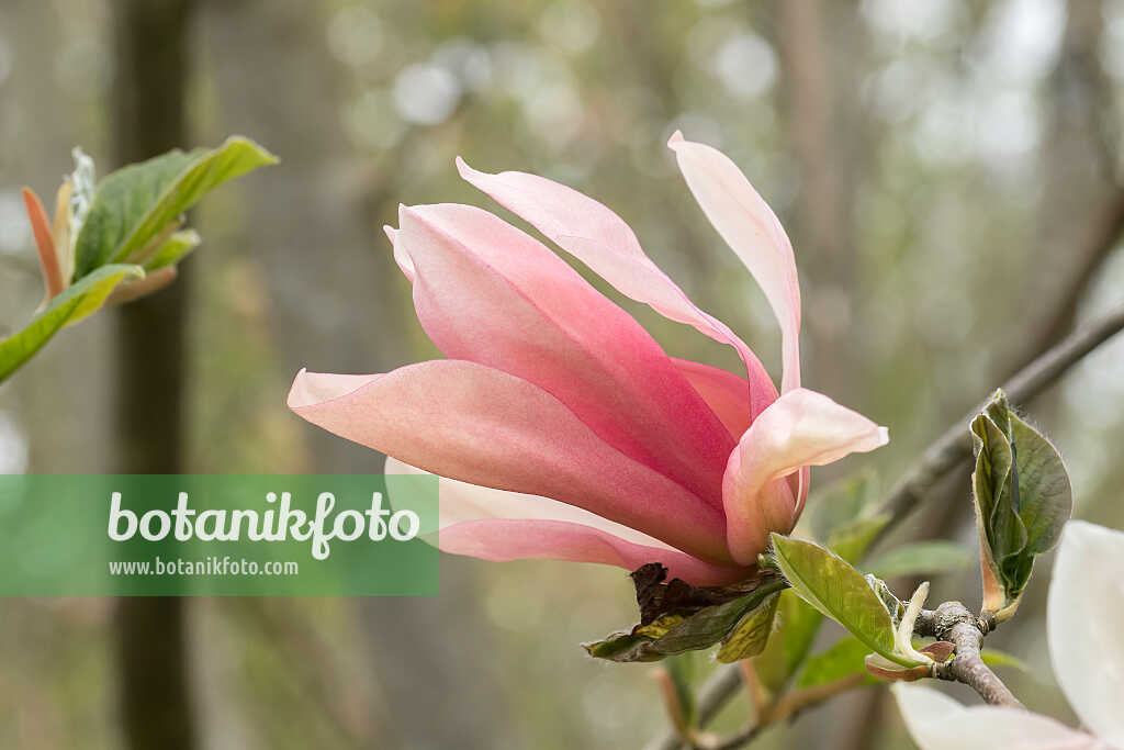 675191 - Magnolie (Magnolia Sunset Swirl)