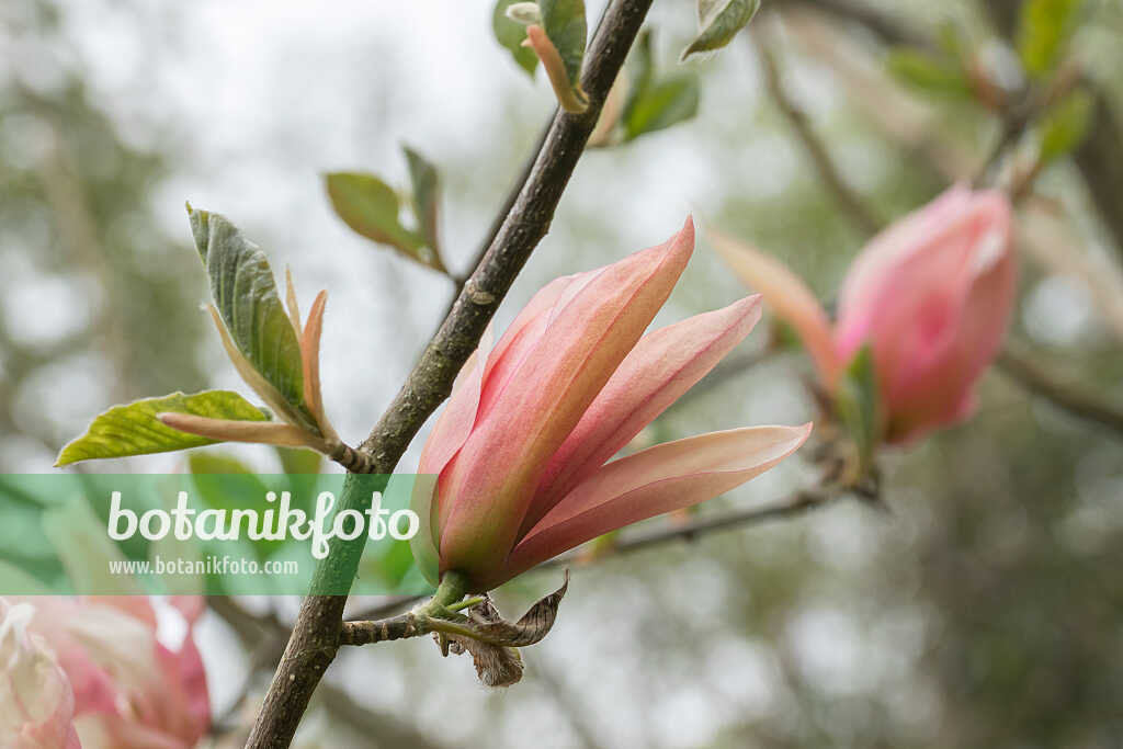 675192 - Magnolie (Magnolia Sunset Swirl)