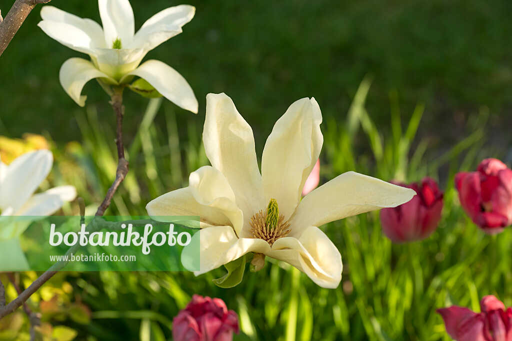 675181 - Magnolie (Magnolia x brooklynensis 'Elizabeth')