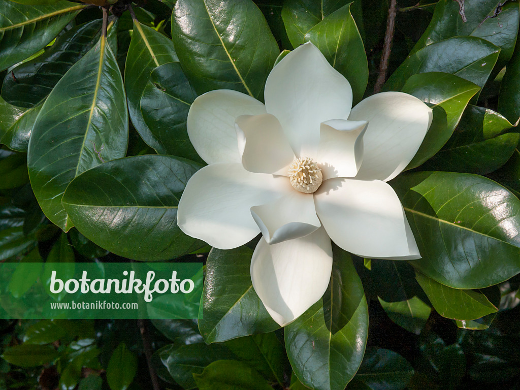 414075 - Magnolier à grandes fleurs (Magnolia grandiflora)