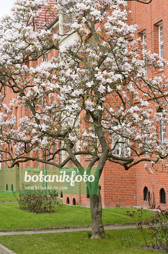 543049 - Magnolier de Chine (Magnolia x soulangiana)