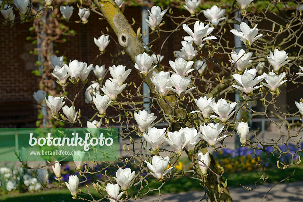 558157 - Magnolier de Chine (Magnolia x soulangiana 'Amabilis')