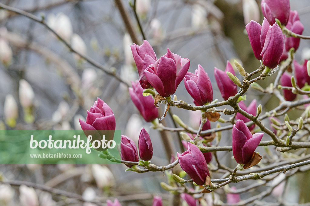 558159 - Magnolier de Chine (Magnolia x soulangiana 'Pickard's Garnet')
