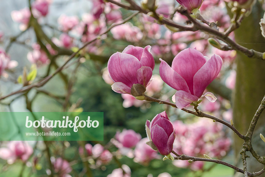 558160 - Magnolier de Chine (Magnolia x soulangiana 'Rustica Rubra')