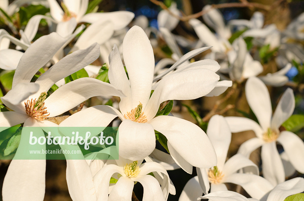 471140 - Magnolier de Kobé (Magnolia kobus)