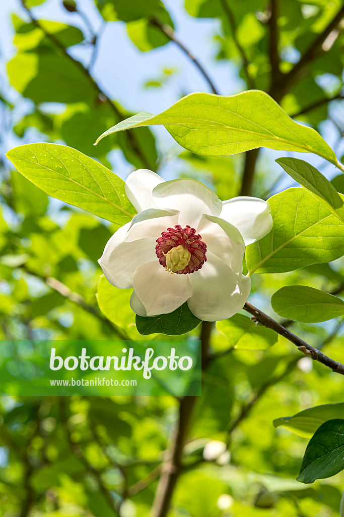 638163 - Magnolier de Siebold (Magnolia sieboldii)