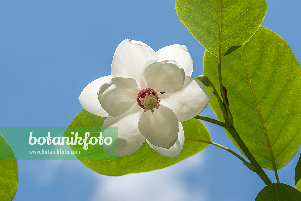 664249 - Magnolier de Siebold (Magnolia sieboldii)