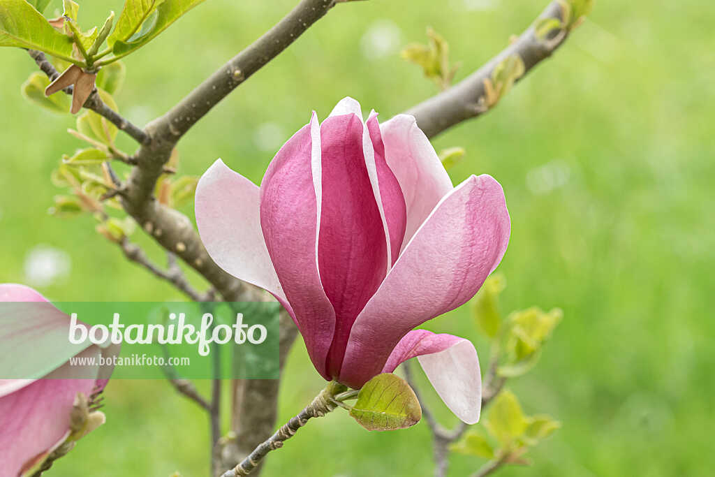 675183 - Magnolier (Magnolia March Till Frost)