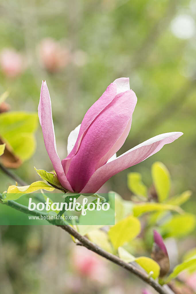 675184 - Magnolier (Magnolia Old Port)