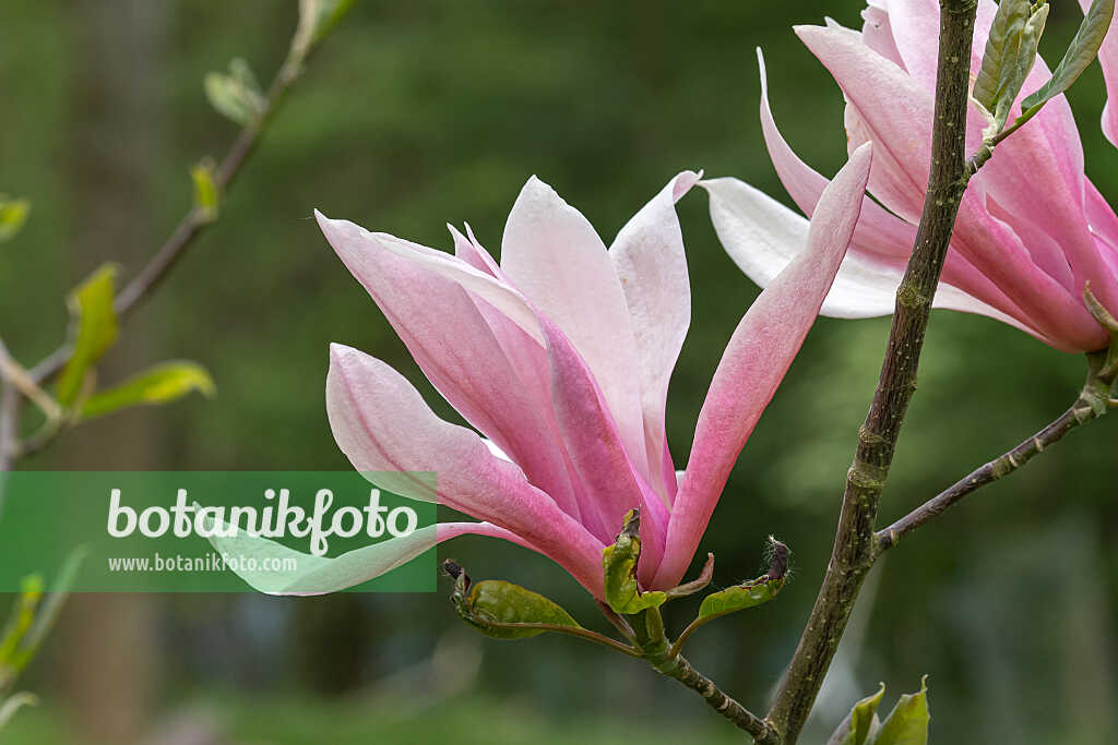 675185 - Magnolier (Magnolia Spectrum)