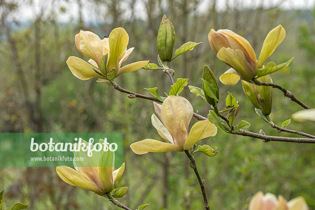 675187 - Magnolier (Magnolia Sunsation)