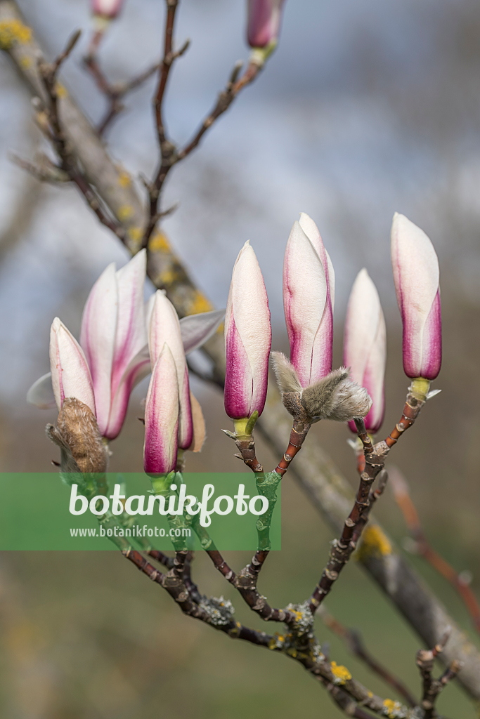664250 - Magnolier (Magnolia zenii)
