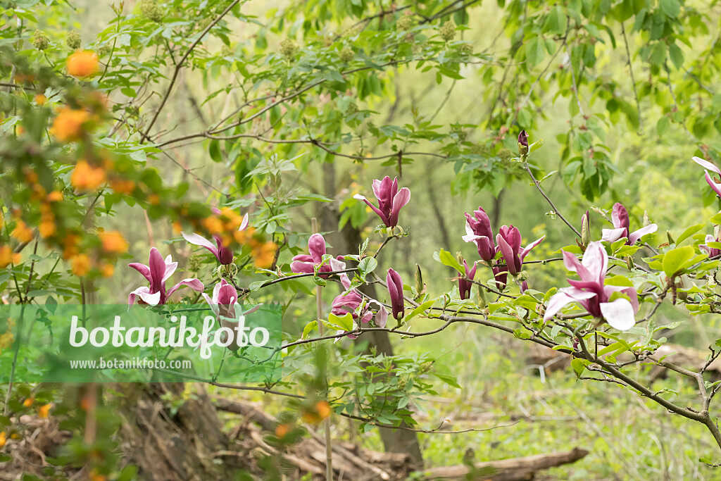 675195 - Magnolier pourpre (Magnolia liliiflora)