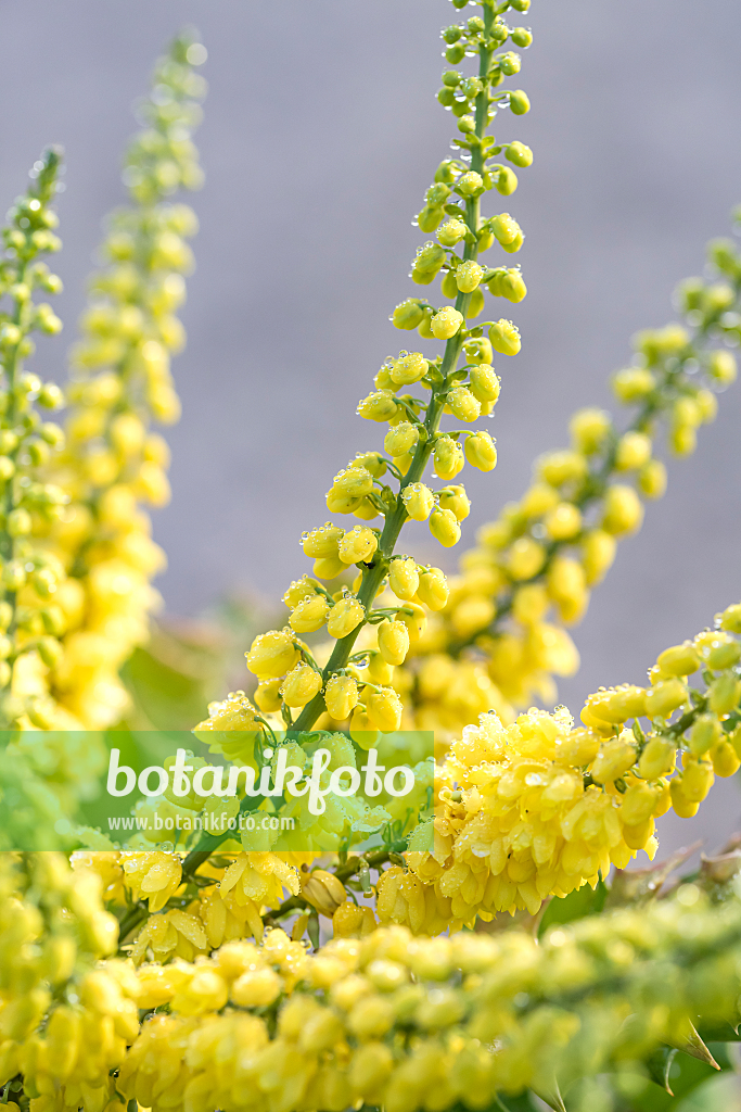 664251 - Mahonia x media 'Winter Sun'