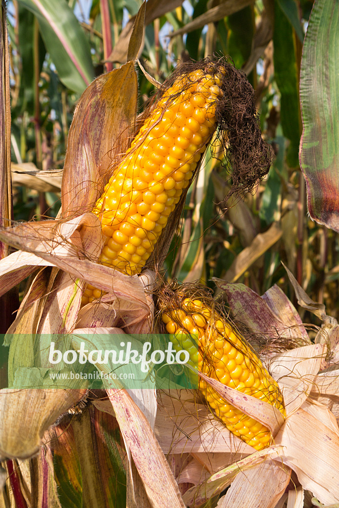 536203 - Maïs (Zea mays)