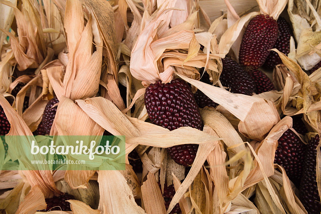 672011 - Maïs (Zea mays)