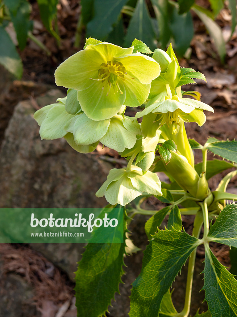 446028 - Majorcan hellebore (Helleborus lividus)