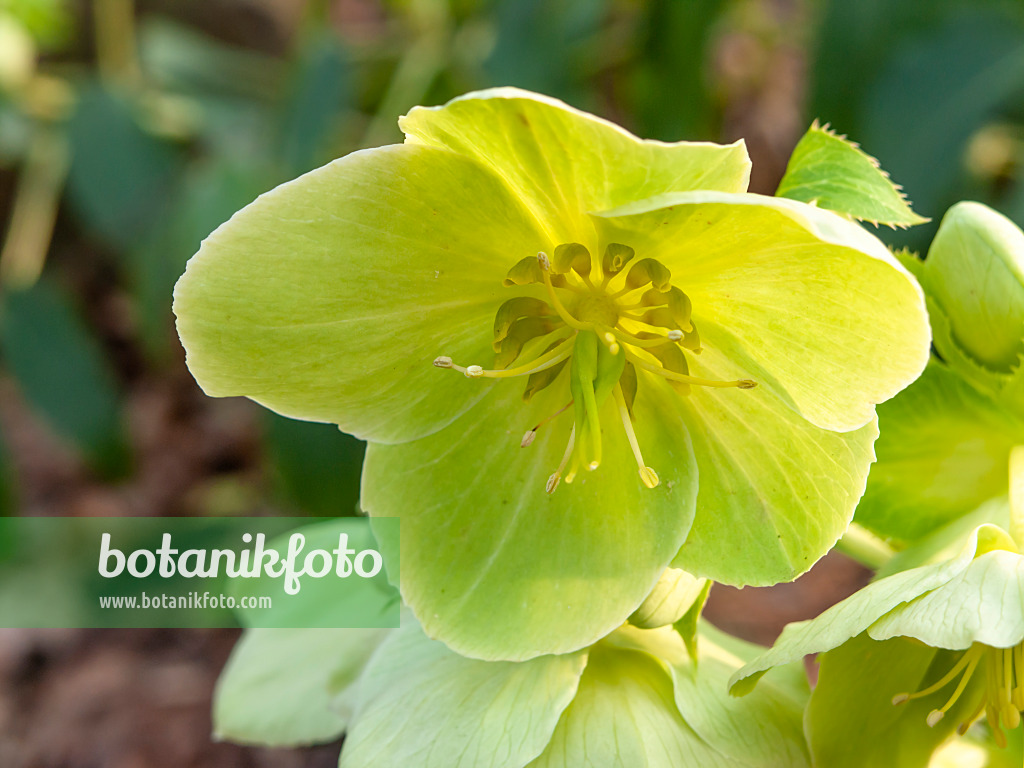 446029 - Majorcan hellebore (Helleborus lividus)