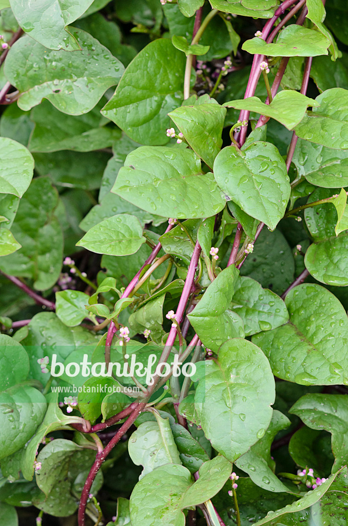 534475 - Malabar spinach (Basella alba 'Rubra')