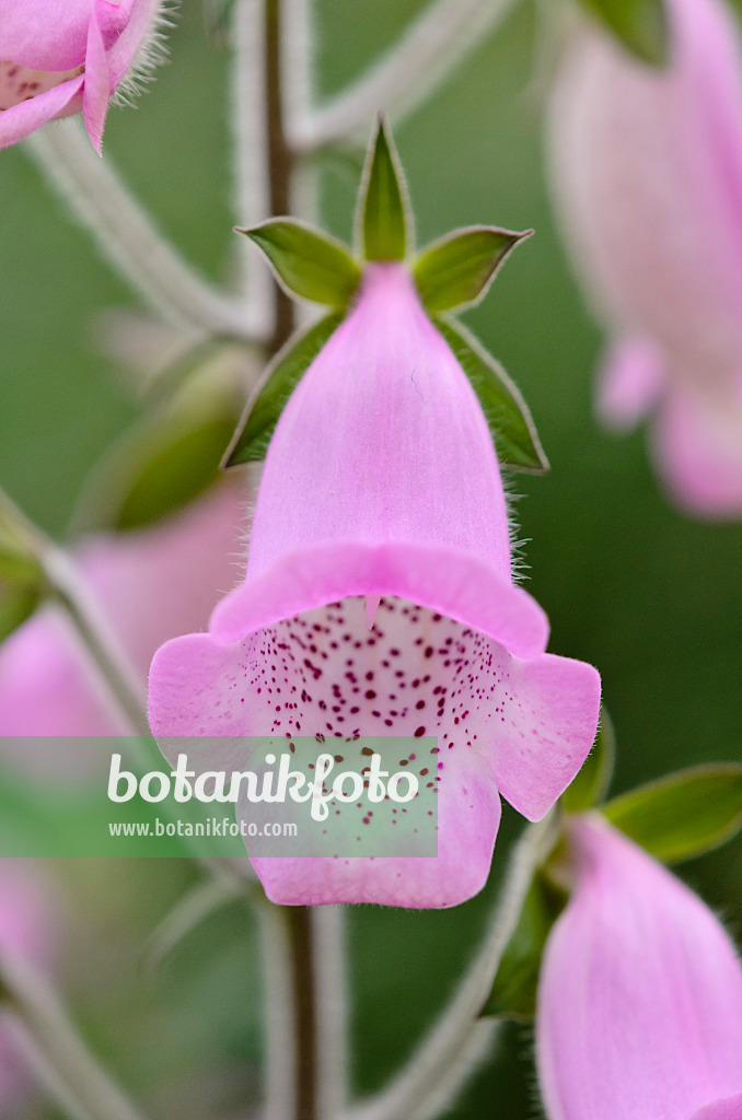 519083 - Mallorca foxglove (Digitalis minor)