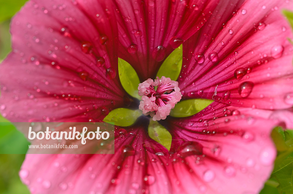 498205 - Malope à grandes fleurs (Malope trifida)