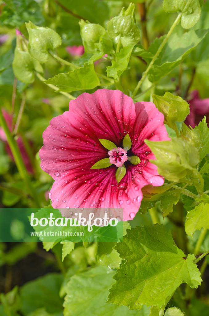 498206 - Malope à grandes fleurs (Malope trifida)